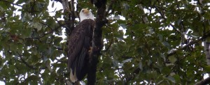 Eagle in tree