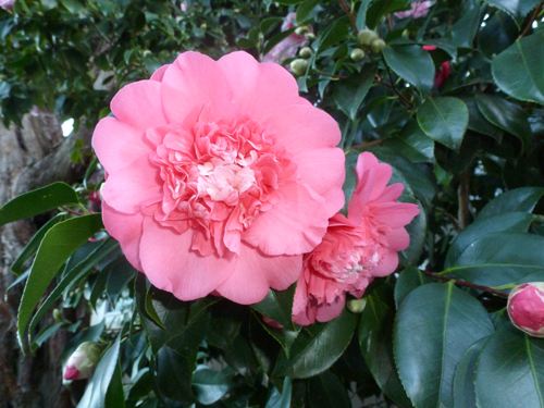 Dark pink camelias