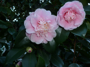 Light pink camelias