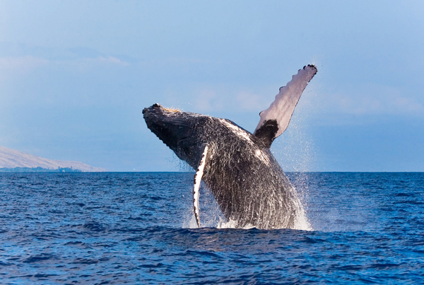 Whale Breaching