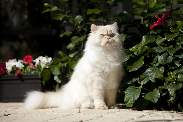 Himalayan kitty