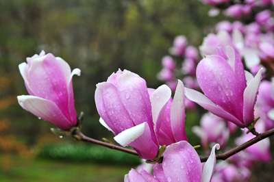 Tulip Tree