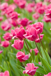 Pink tulips