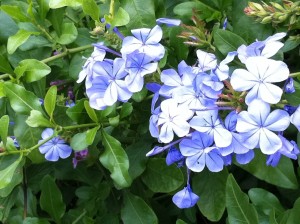 Blue flowers