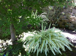 Green plants and tree