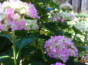 Hydrangea blooming