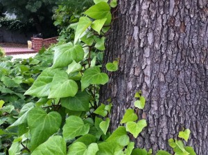 Ivy growing up tree