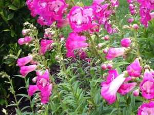 Dark pink flowers