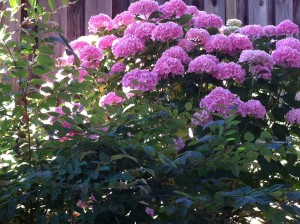 Pink Hydrangea