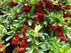 Red berries