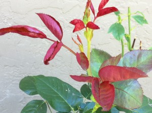 Red rose leaves