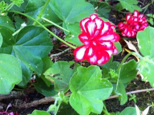 Red and White Geranium