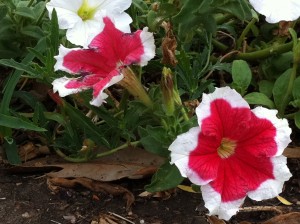 Red and white petunias