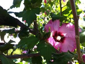 Rose of Sharon