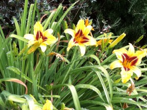 Yellow Day Lillies