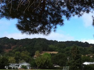 Hills with Green Trees