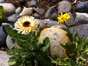 Flowers growing through rocks