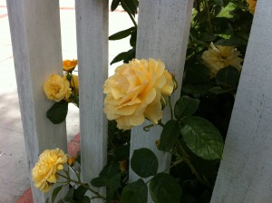 Yellow roses