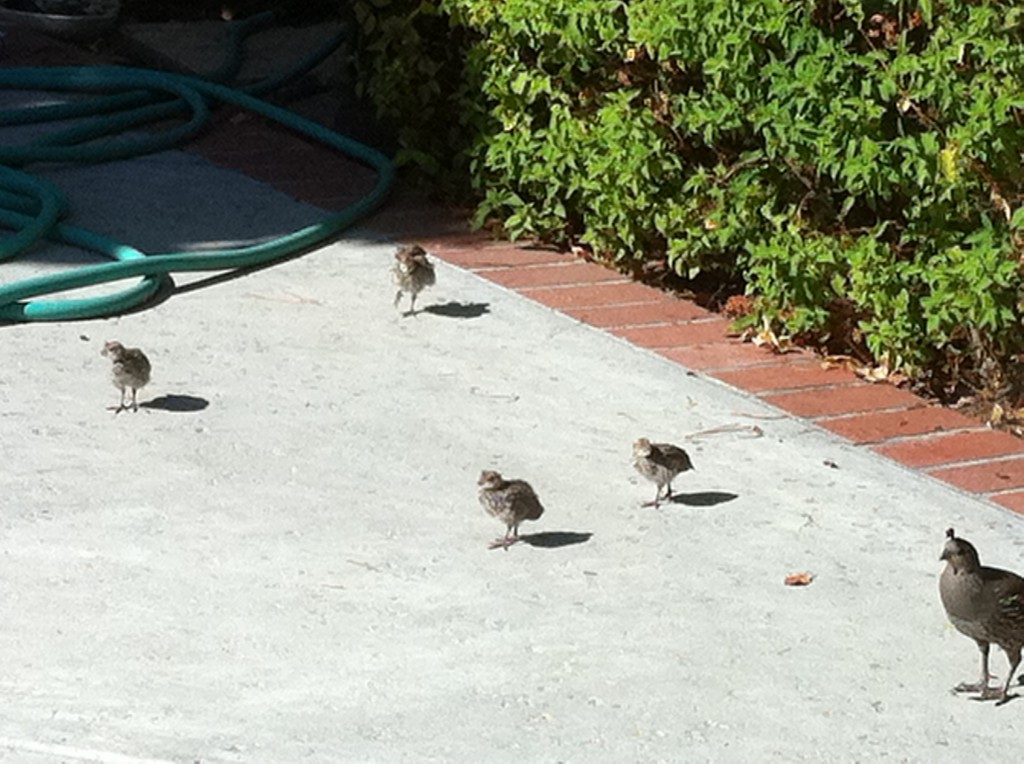 Quail in patio