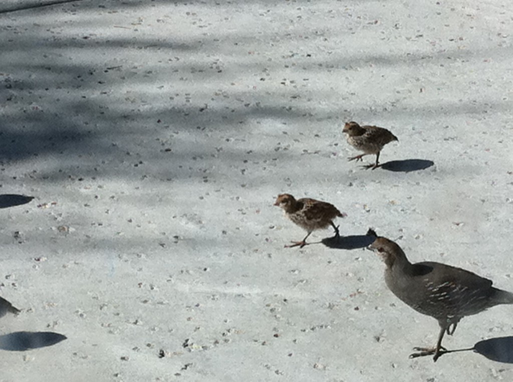 Quail crossing