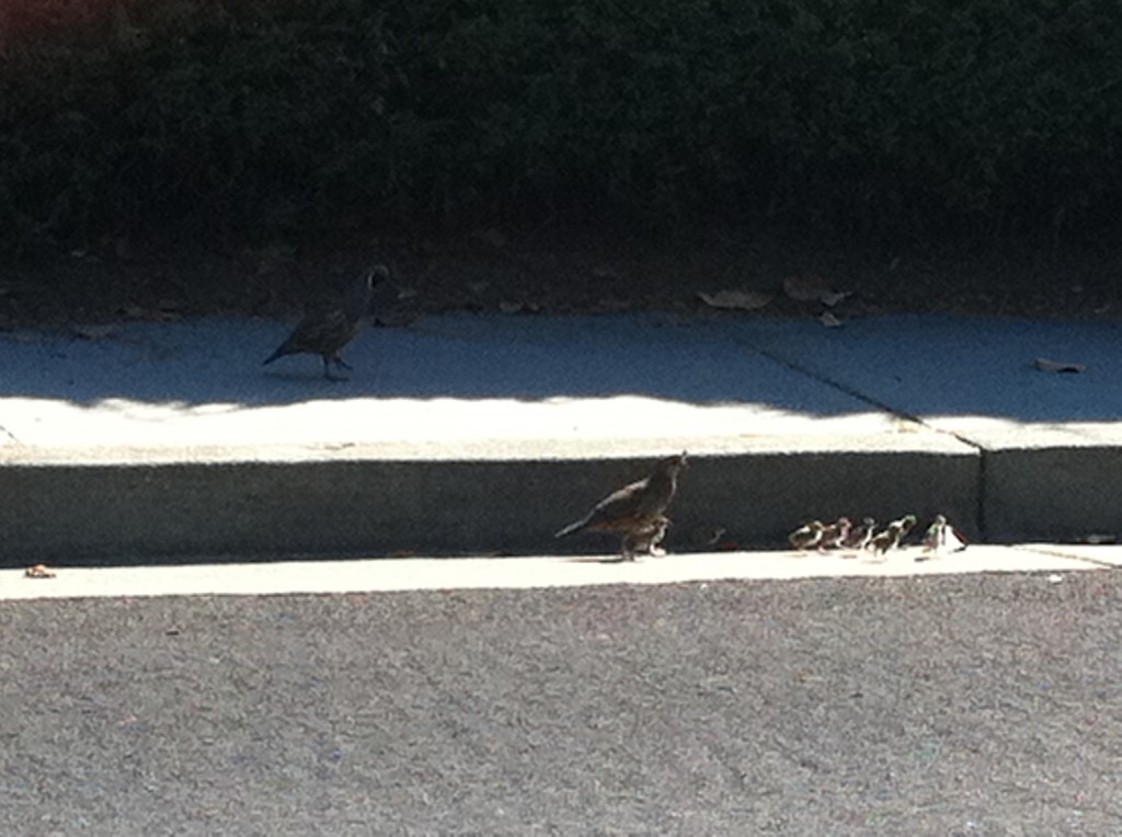 Mama Quail with babies