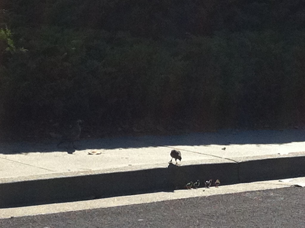 Quail mama looking at babies