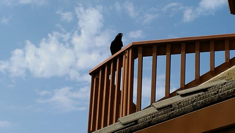 Crow sitting above