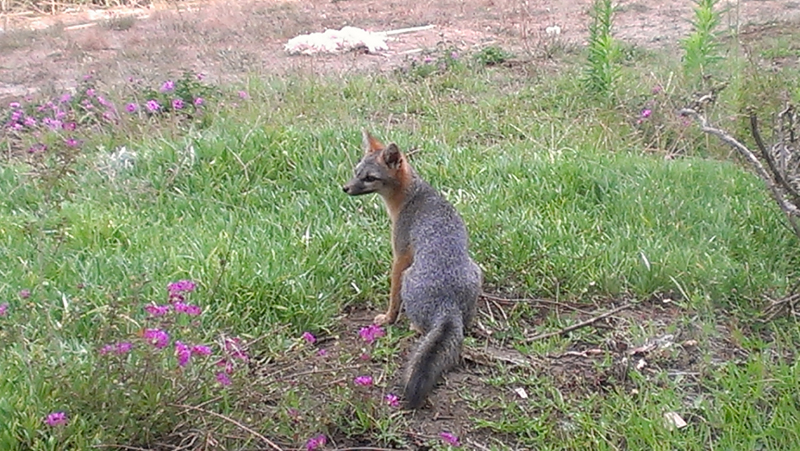 Fox Sitting