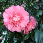 Dark pink camelias