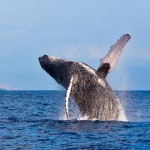 Whale Breaching