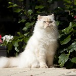 Himalayan kitty