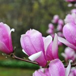 Tulip Tree