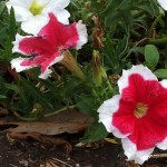 Red and white petunias