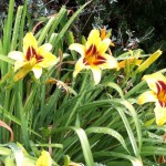 Yellow Day Lillies